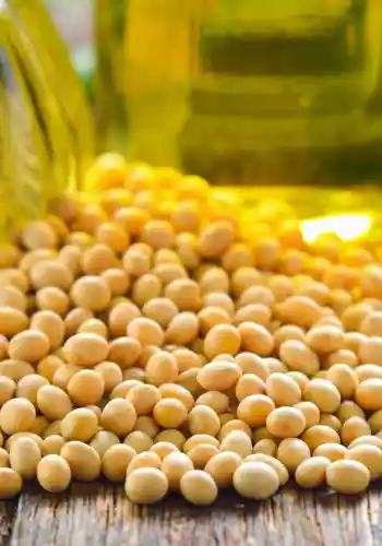 Is soybean oil healthy for you?
