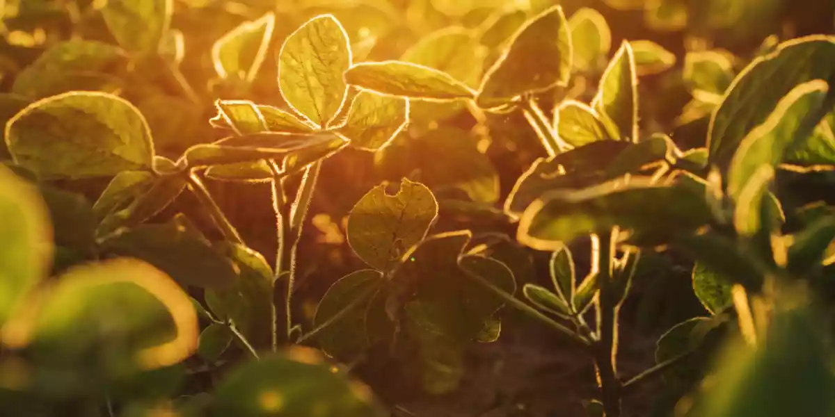 Soybean plantings in the sunset