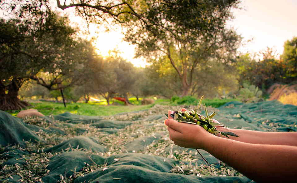 Descubre cómo se elabora nuestro aceite de oliva